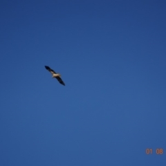 Haliastur sphenurus (Whistling Kite) at Fyshwick, ACT - 1 Aug 2019 by TomT