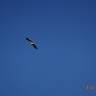 Haliastur sphenurus (Whistling Kite) at Fyshwick, ACT - 1 Aug 2019 by TomT