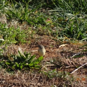 Acanthiza chrysorrhoa at Fyshwick, ACT - 1 Aug 2019