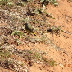 Acanthiza chrysorrhoa at Fyshwick, ACT - 1 Aug 2019