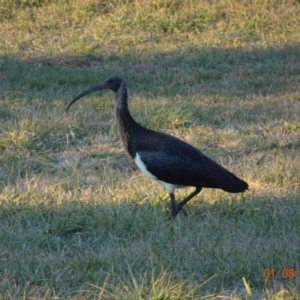 Threskiornis spinicollis at Fyshwick, ACT - 1 Aug 2019