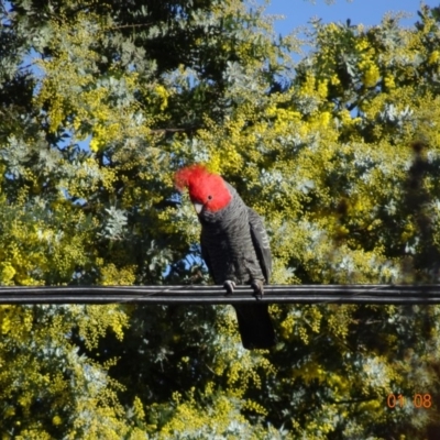 Callocephalon fimbriatum (Gang-gang Cockatoo) at Hughes, ACT - 1 Aug 2019 by TomT