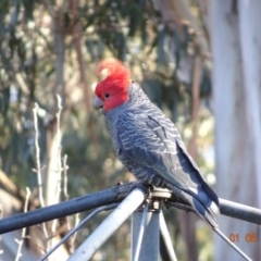 Callocephalon fimbriatum at Hughes, ACT - 1 Aug 2019