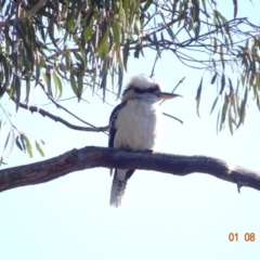 Dacelo novaeguineae (Laughing Kookaburra) at Hughes, ACT - 1 Aug 2019 by TomT