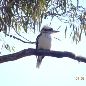 Dacelo novaeguineae at Hughes, ACT - 1 Aug 2019