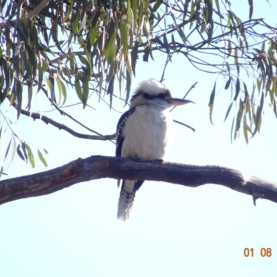 Dacelo novaeguineae (Laughing Kookaburra) at Hughes, ACT - 1 Aug 2019 by TomT