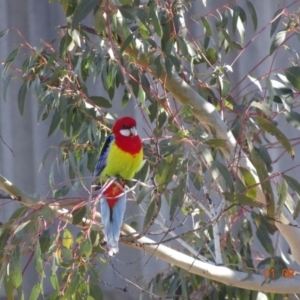 Platycercus eximius at Deakin, ACT - 1 Aug 2019