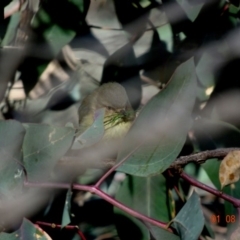 Smicrornis brevirostris (Weebill) at Deakin, ACT - 1 Aug 2019 by TomT