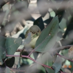 Smicrornis brevirostris at Deakin, ACT - 1 Aug 2019 10:49 AM