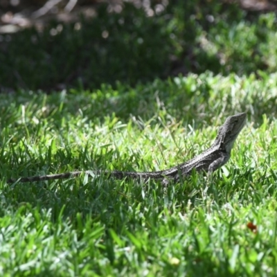 Amphibolurus muricatus (Jacky Lizard) at Penrose, NSW - 17 Dec 2018 by NigeHartley