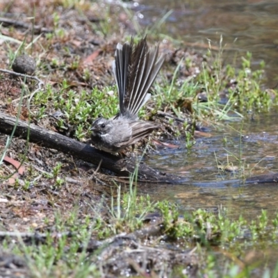 Rhipidura albiscapa (Grey Fantail) at Wingello, NSW - 17 Dec 2018 by NigeHartley