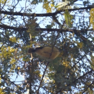 Acanthiza reguloides at Isaacs, ACT - 6 Aug 2019