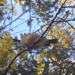 Acanthiza reguloides at Isaacs, ACT - 6 Aug 2019