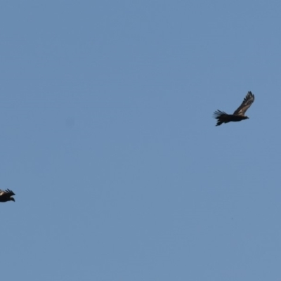 Aquila audax (Wedge-tailed Eagle) at Penrose, NSW - 18 Dec 2018 by NigeHartley