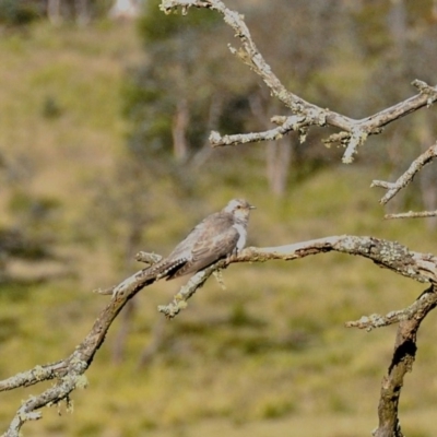 Cacomantis pallidus (Pallid Cuckoo) at Penrose, NSW - 17 Oct 2009 by NigeHartley