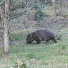 Vombatus ursinus (Bare-nosed Wombat) at Penrose - 17 Oct 2009 by NigeHartley