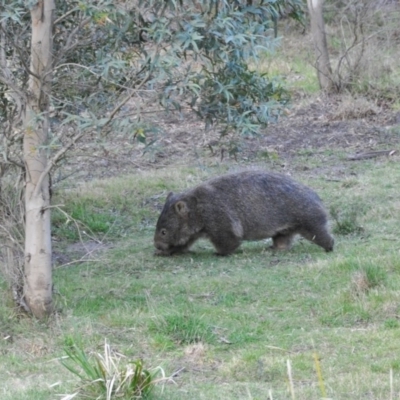 Vombatus ursinus (Common wombat, Bare-nosed Wombat) at Penrose - 17 Oct 2009 by NigeHartley