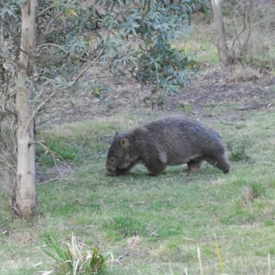 Vombatus ursinus (Bare-nosed Wombat) at Penrose - 17 Oct 2009 by NigeHartley