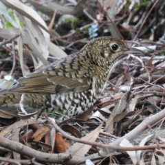 Zoothera lunulata (Bassian Thrush) at Acton, ACT - 6 Aug 2019 by HelenCross