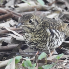 Zoothera lunulata at Acton, ACT - 6 Aug 2019