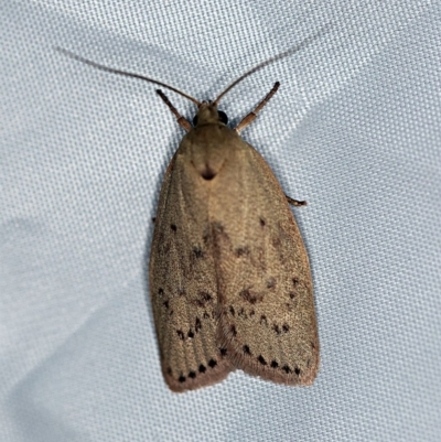 Heliocausta undescribed species (A concealer moth) at O'Connor, ACT - 18 Nov 2018 by ibaird