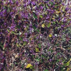 Hardenbergia violacea (False Sarsaparilla) at Conder, ACT - 4 Sep 2000 by michaelb