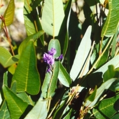 Hardenbergia violacea (False Sarsaparilla) at Conder, ACT - 3 Nov 2000 by michaelb