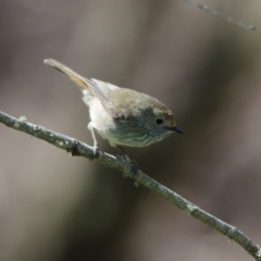 Acanthiza pusilla (Brown Thornbill) at Penrose, NSW - 30 Oct 2011 by NigeHartley