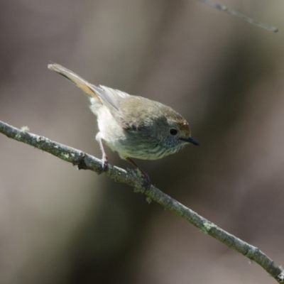 Acanthiza pusilla (Brown Thornbill) at Penrose, NSW - 30 Oct 2011 by NigeHartley