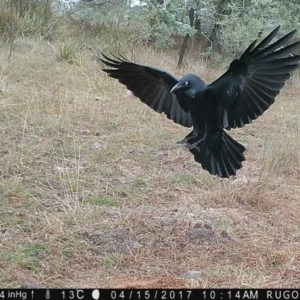 Corvus coronoides at Yass River, NSW - 15 Apr 2017 10:14 AM