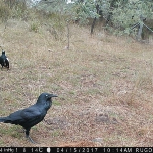 Corvus coronoides at Yass River, NSW - 15 Apr 2017 10:14 AM