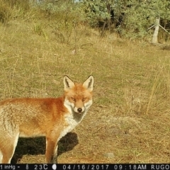 Vulpes vulpes (Red Fox) at Rugosa - 16 Apr 2017 by SenexRugosus