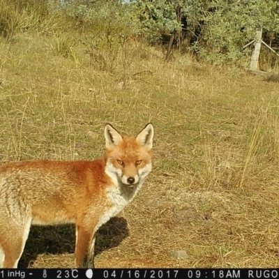 Vulpes vulpes (Red Fox) at Yass River, NSW - 15 Apr 2017 by SenexRugosus
