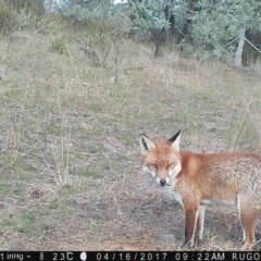 Vulpes vulpes at Yass River, NSW - 16 Apr 2017