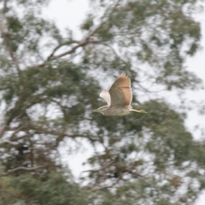 Nycticorax caledonicus (Nankeen Night-Heron) at Penrose, NSW - 31 Oct 2011 by NigeHartley