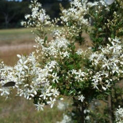 Bursaria spinosa (Native Blackthorn, Sweet Bursaria) at Yass River, NSW - 25 Dec 2016 by SenexRugosus