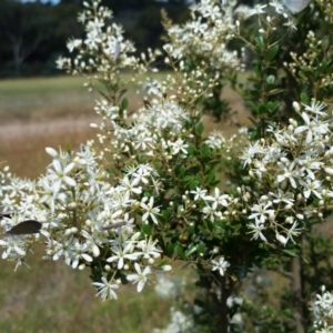 Bursaria spinosa at Yass River, NSW - 25 Dec 2016 04:06 PM