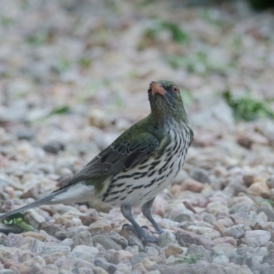 Oriolus sagittatus (Olive-backed Oriole) at Penrose - 7 Nov 2011 by NigeHartley