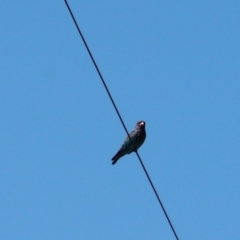 Eurystomus orientalis (Dollarbird) at Penrose, NSW - 14 Mar 2009 by NigeHartley