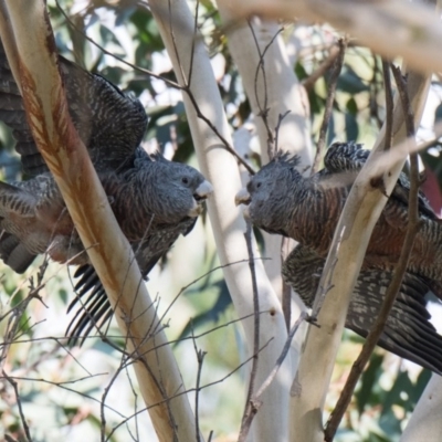 Callocephalon fimbriatum (Gang-gang Cockatoo) at Penrose, NSW - 19 May 2019 by NigeHartley