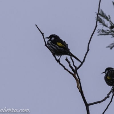 Phylidonyris novaehollandiae (New Holland Honeyeater) at Stromlo, ACT - 4 Aug 2019 by JonSteinbeck