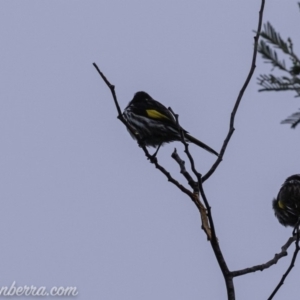 Phylidonyris novaehollandiae at Stromlo, ACT - 4 Aug 2019