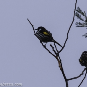 Phylidonyris novaehollandiae at Stromlo, ACT - 4 Aug 2019