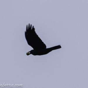 Corvus coronoides at Stromlo, ACT - 4 Aug 2019