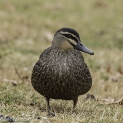 Anas superciliosa (Pacific Black Duck) at Stromlo, ACT - 4 Aug 2019 by BIrdsinCanberra