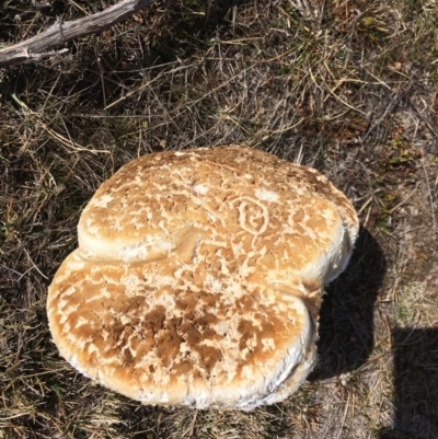 Laetiporus portentosus (White Punk) at Rendezvous Creek, ACT - 4 Aug 2019 by BlackbirdandtheHun