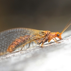 Dictyochrysa fulva at Hackett, ACT - 8 Aug 2019 03:35 PM