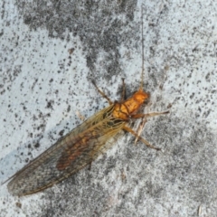 Dictyochrysa fulva at Hackett, ACT - 8 Aug 2019 03:35 PM