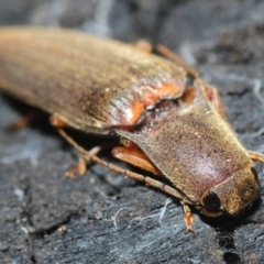 Monocrepidius (genus) (Click beetle) at Hackett, ACT - 8 Aug 2019 by Harrisi