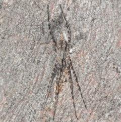 Tamopsis fickerti (Two-tailed spider) at Bruce, ACT - 7 Aug 2019 by Harrisi